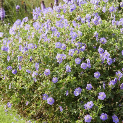 Geranium Rozanne – Storchschnabel – Ø9cm – ↕10-25cm – 6 Pflanzen – Lila Blüten, Bodendecker 