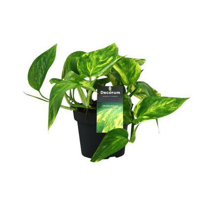 Efeutute - Scindapsus Epipremnum Pinnatum HiColor - Zimmerpflanze - Ø12cm - ↕20cm 