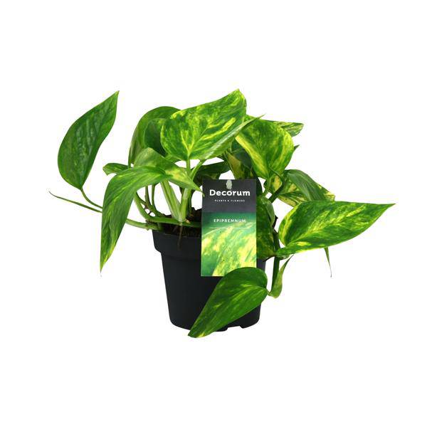 Epipremnum im Schlafzimmer