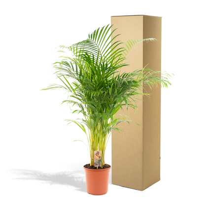Betelpalme Areca-Palme – Zimmerpflanze Ø24cm – 130cm hoch – Luftreinigende Goldfruchtpalme 