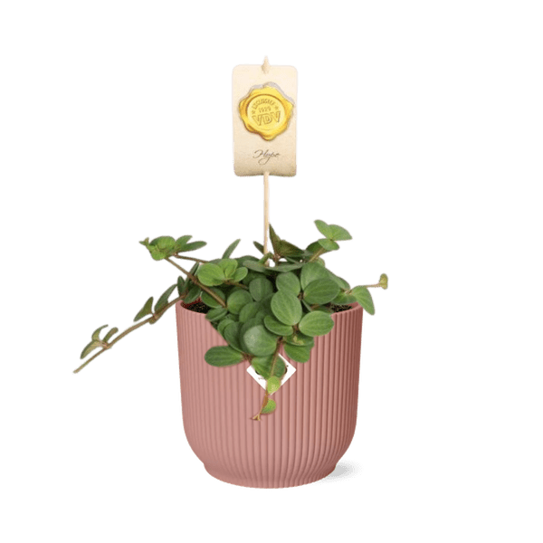 Zwergpfeffer - Peperomia 'Hope' - Zimmerpflanze + Topf Vibes Fold 14cm Rosa 