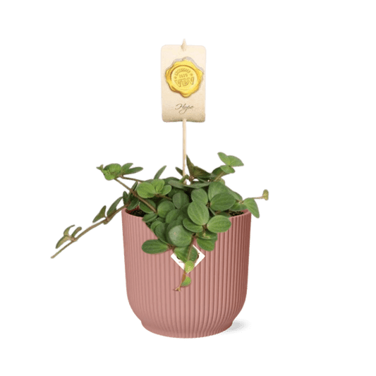 Zwergpfeffer - Peperomia 'Hope' - Zimmerpflanze + Topf Vibes Fold 14cm Rosa 