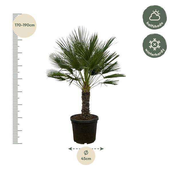 Chamaerops Humilis auf Stiel – Zwergpalme – Fächerpalme – Mediterrane Zimmer- und Kübelpflanze – Ø45cm – ↕150cm 