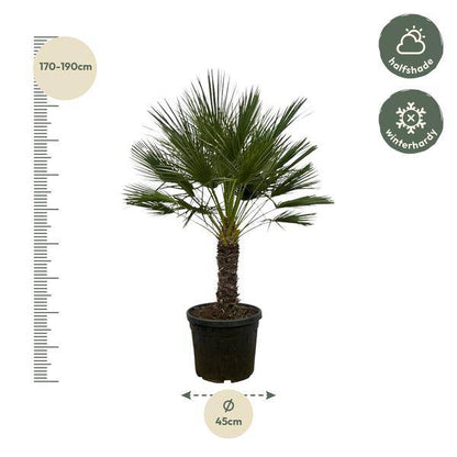 Chamaerops Humilis auf Stiel – Zwergpalme – Fächerpalme – Mediterrane Zimmer- und Kübelpflanze – Ø45cm – ↕150cm 