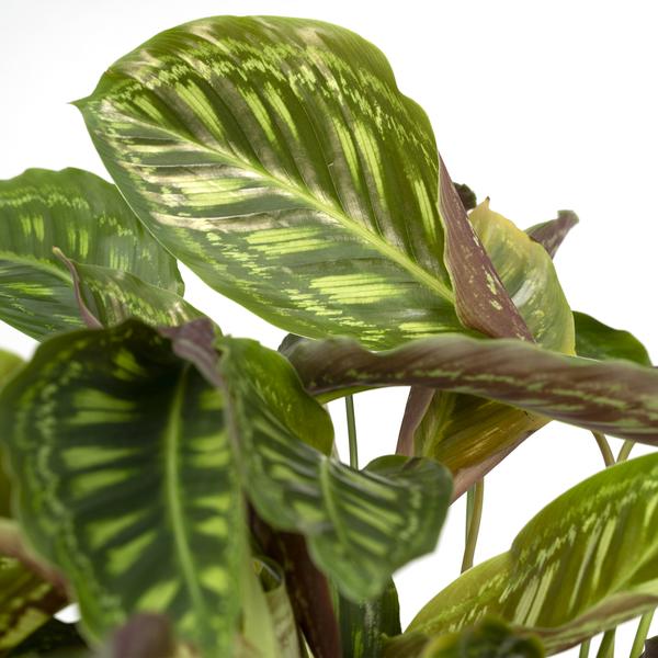 Calathea Flamestar - Pfauenpflanze - Ø19cm - ↕75cm 