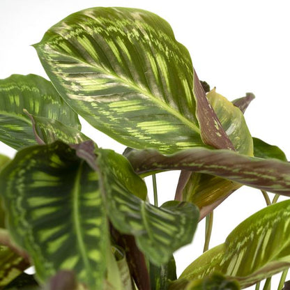 Calathea Flamestar - Pfauenpflanze - Ø19cm - ↕75cm 