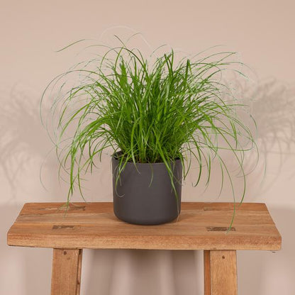 Katzengras – Cyperus alternifolius – Ø12cm x H20cm – Wechselblättriges Zyperngras als Zimmerpflanze – Ungiftig für Katzen – Im Pflanztopf – Direkt aus der Gärtnerei 