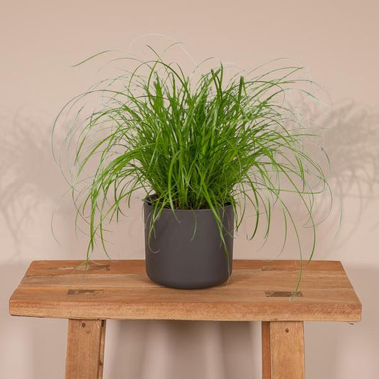 Katzengras – Cyperus alternifolius – Ø12cm x H20cm – Wechselblättriges Zyperngras als Zimmerpflanze – Ungiftig für Katzen – Im Pflanztopf – Direkt aus der Gärtnerei 
