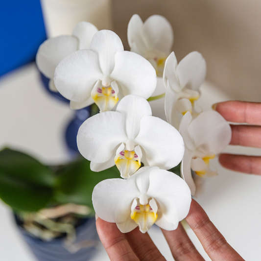 Phalaenopsis-Orchidee Amabilis Weiß – Zimmerpflanze Ø9cm – 2 bis 3 Zweige – Spider-Orchidee 