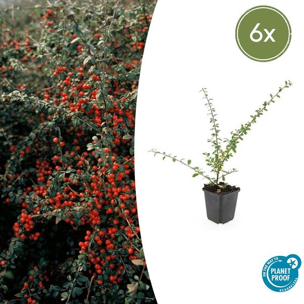 Teppichmispel Cotoneaster suecicus 'Coral Beauty' – ↕10-25cm – Ø9cm – 6 Pflanzen – Winterharter Bodendecker – Niedrig wachsend – Sonne & Schatten – Pflegeleicht 