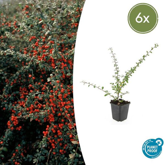 Teppichmispel Cotoneaster suecicus 'Coral Beauty' – ↕10-25cm – Ø9cm – 6 Pflanzen – Winterharter Bodendecker – Niedrig wachsend – Sonne & Schatten – Pflegeleicht 