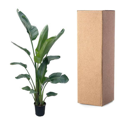 Baum-Strelitzie – Strelitzia Nicolai – Zimmerpflanze 210cm – Ø27cm – Weißer Paradiesvogel mit großen grünen Blättern – Tropische Kübelpflanze für Innen & geschützte Außenbereiche 
