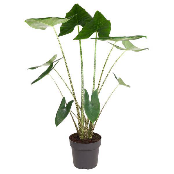Tiger-Pfeilblatt – Alocasia Zebrina – Zimmerpflanze – 130cm – Ø32cm – tropische Grünpflanze mit Zebramuster-Stielen – dekorative Indoor-Pflanze 