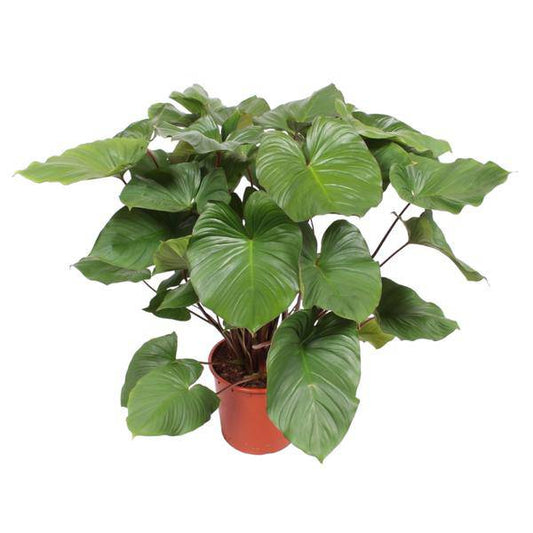 Herzblatt - Homalomena Rubescens Maggy - Zimmerpflanze - 140cm - ø34cm 