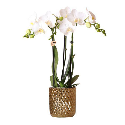 Weiße Phalaenopsis-Orchidee Amabilis + Diamant-Dekotopf gold – Ø9cm – 40cm hoch – Blühende Zimmerpflanze im eleganten Metallic-Topf 