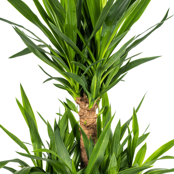 Yucca Elephantipes – Riesen-Palmlilie – Zimmerpflanze – Ø30 cm Topf – Höhe ca. 100 cm – Pflegeleicht & dekorativ 