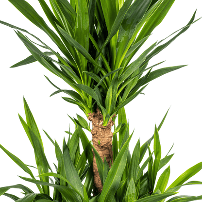 Yucca Elephantipes – Riesen-Palmlilie – Zimmerpflanze – Ø30 cm Topf – Höhe ca. 100 cm – Pflegeleicht & dekorativ 