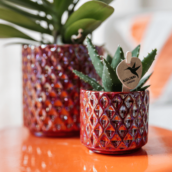 Sukkulente Aloe Brevifolia – Kleine Grüne Zimmerpflanze mit Stacheln – Ø6cm – Pflegeleicht & Robust – Ideal für helle Standorte ohne direkte Sonne 