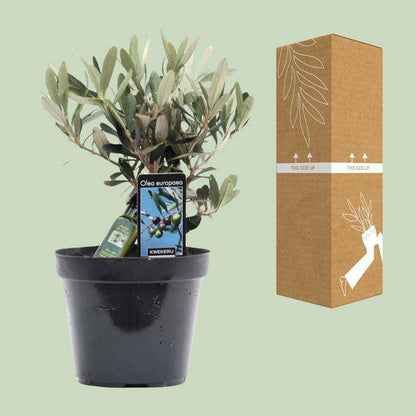 Olivenbaum - Olea Olive - Zimmerpflanze - Ø13cm - ↕25cm 