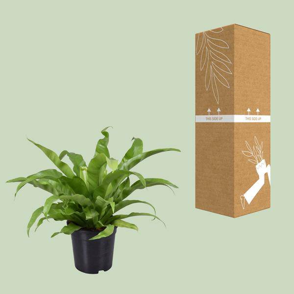 Nestfarn - Asplenium Antiquum - Zimmerpflanze - Ø17cm - ↕45cm 