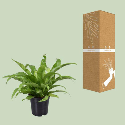 Nestfarn - Asplenium Antiquum - Zimmerpflanze - Ø17cm - ↕45cm 