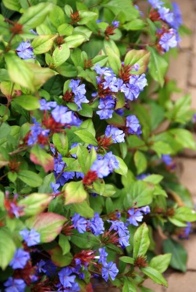 Kriechende Hornnarbe Ceratostigma plumbaginoides – 6 Pflanzen – ↕10-25cm – Ø9cm – Bodendecker – Winterhart & pflegeleicht – Sonne & Halbschatten 