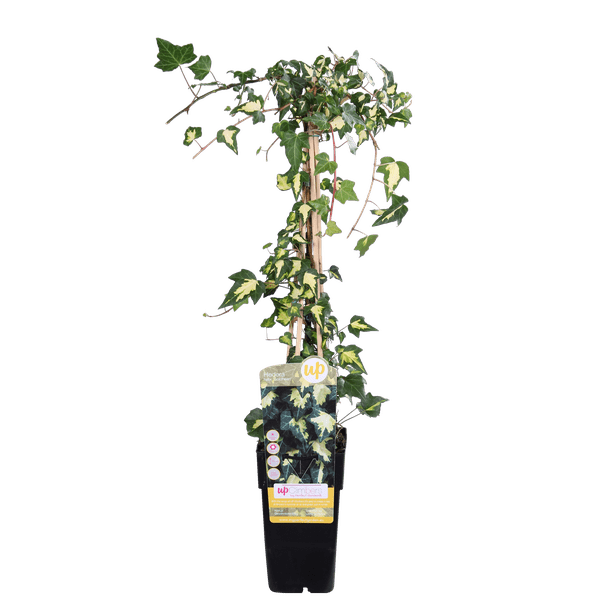 Buntlaubiger Kaukasischer Efeu - Hedera colchica 'Dentata Variegata' - Ø15cm - ↕65cm 