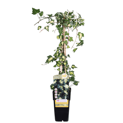 Buntlaubiger Kaukasischer Efeu - Hedera colchica 'Dentata Variegata' - Ø15cm - ↕65cm 