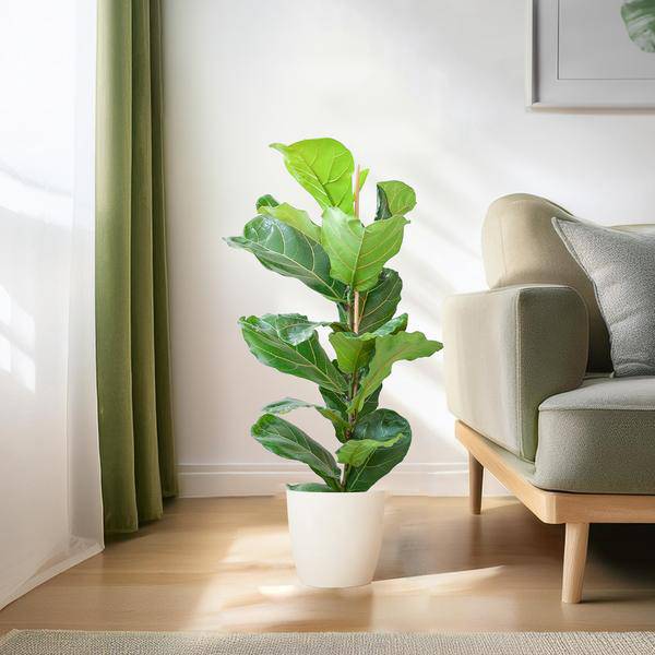 Ficus Lyrata – Geigen-Feige – Zimmerpflanze ↕80cm – Ø21cm – große Blätter – inklusive nachhaltigem Viber Topf Weiß – dekorative Grünpflanze für Zuhause und Büro 