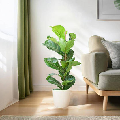 Ficus Lyrata – Geigen-Feige – Zimmerpflanze ↕80cm – Ø21cm – große Blätter – inklusive nachhaltigem Viber Topf Weiß – dekorative Grünpflanze für Zuhause und Büro 