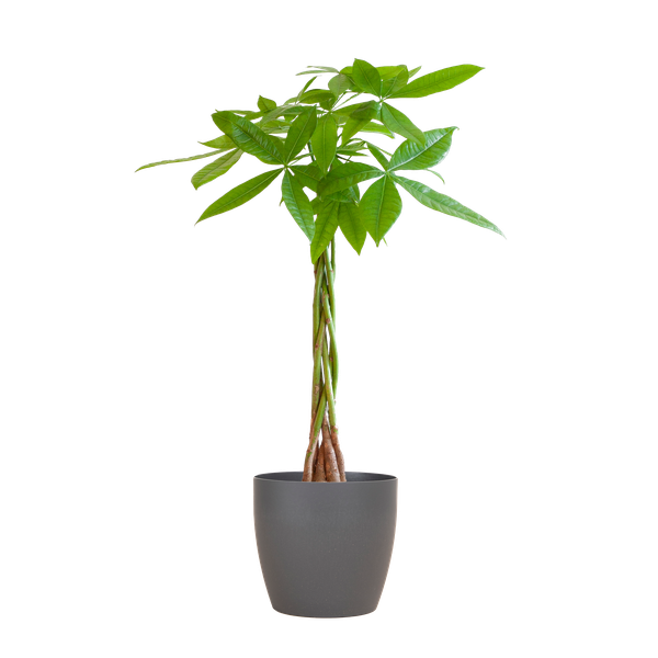 Pachira Aquatica 80cm – Glückskastanie Geldbaum Zimmerpflanze Ø21cm – pflegeleichte Pflanze mit geflochtenem Stamm im nachhaltigen Viber Grau Topf – dekorative luftreinigende Zimmerpflanze 