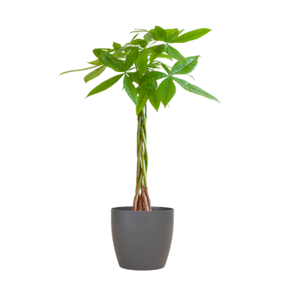 Pachira Aquatica 80cm – Glückskastanie Geldbaum Zimmerpflanze Ø21cm – pflegeleichte Pflanze mit geflochtenem Stamm im nachhaltigen Viber Grau Topf – dekorative luftreinigende Zimmerpflanze 