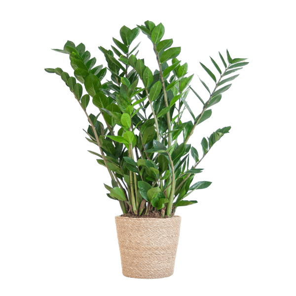 Zamioculcas Zamiifolia 80cm – Glücksfeder Zimmerpflanze Ø21cm – robuste & pflegeleichte Pflanze für Zuhause & Büro – inkl. handgeflochtenem Seegras-Korb Sofia Natur 