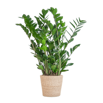 Zamioculcas Zamiifolia 80cm – Glücksfeder Zimmerpflanze Ø21cm – robuste & pflegeleichte Pflanze für Zuhause & Büro – inkl. handgeflochtenem Seegras-Korb Sofia Natur 