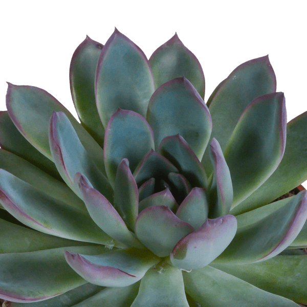 Steinrose - Echeveria - Mix - 10,5 cm - 3 Stück - im weißen Topf 