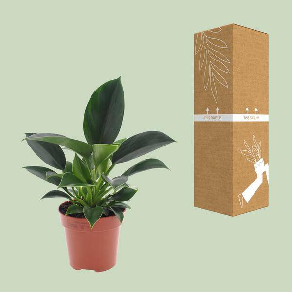 Baumfreund - Philodendron Green Princess - Zimmerpflanze - Ø12cm - ↕25cm 