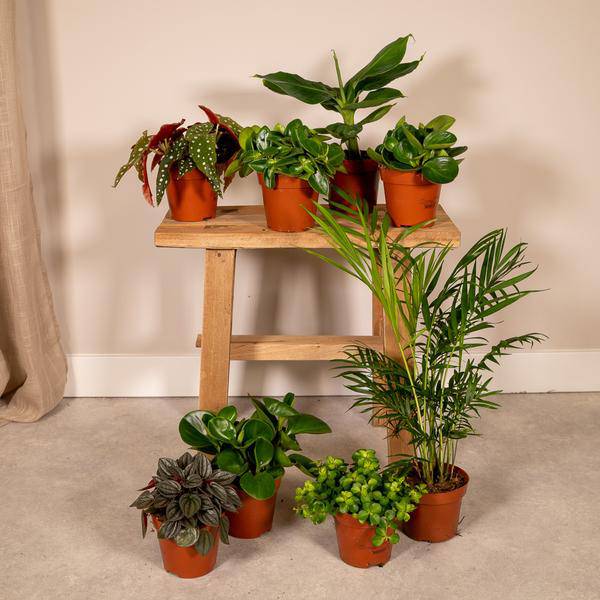 Überraschungsbox mit 8 einzigartigen Zimmerpflanzen – Ø12cm – 25cm Höhe – grüne Blätter & bunte Blüten – vielseitige Indoor- und Outdoor-Pflanzen – Geschenkidee 
