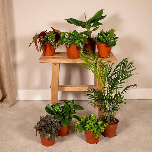 Überraschungsbox mit 8 einzigartigen Zimmerpflanzen – Ø12cm – 25cm Höhe – grüne Blätter & bunte Blüten – vielseitige Indoor- und Outdoor-Pflanzen – Geschenkidee 