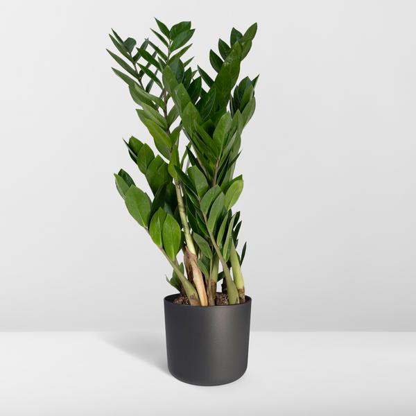 Glücksfeder Zamioculcas Zamiifolia – Zimmerpflanze – Ø 17cm – Höhe 70cm – Pflegeleicht & Wasserspeichernd – Halbschatten geeignet 