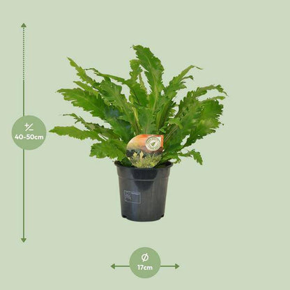 Nestfarn - Asplenium Campio - Zimmerpflanze - Ø17cm - ↕50cm 