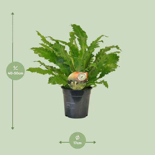Nestfarn - Asplenium Campio - Zimmerpflanze - Ø17cm - ↕50cm 
