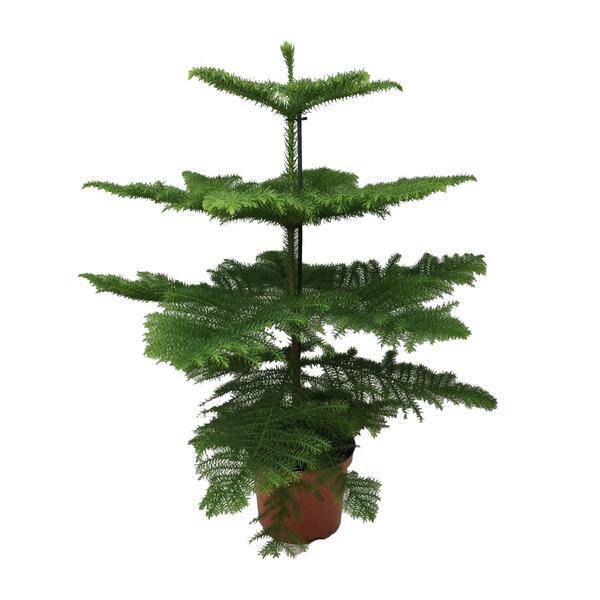 Norfolk-Araukarie (Araucaria Heterophylla) – Zimmerpflanze Ø21cm – 70cm hoch – Luftreinigend, pflegeleicht & dekorativ – Schlankes Design für kleine Räume 