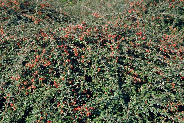 Teppichmispel Cotoneaster suecicus 'Coral Beauty' – ↕10-25cm – Ø9cm – 6 Pflanzen – Winterharter Bodendecker – Niedrig wachsend – Sonne & Schatten – Pflegeleicht 
