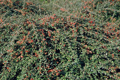 Teppichmispel Cotoneaster suecicus 'Coral Beauty' – ↕10-25cm – Ø9cm – 6 Pflanzen – Winterharter Bodendecker – Niedrig wachsend – Sonne & Schatten – Pflegeleicht 