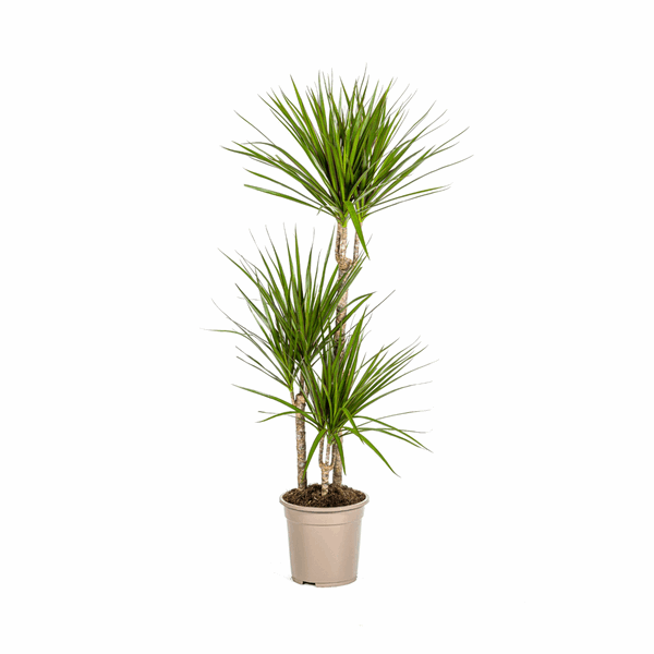 Dracaena Marginata Green – Drachenbaum – Zimmerpflanze Ø21cm ↕110-130cm – Dunkelgrüne Blätter – Pflegeleicht 