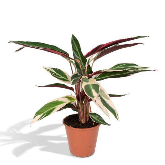 Calathea Triostar – Ø17cm x H60cm – Tropische Zimmerpflanze mit rosa-grün-weißem Blattmuster – Pflegeleicht – Für indirektes Licht – Luftreinigend 