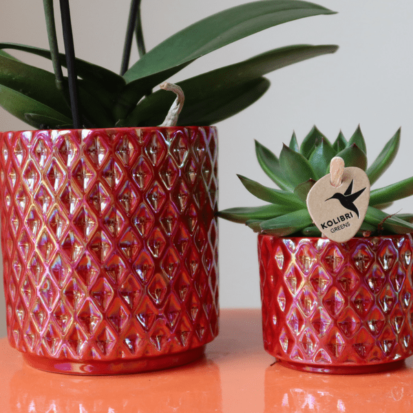 Phalaenopsis Orchidee ‘Congo’ Rot – Zimmerpflanze mit 2–3 Blütenstielen – Im Diamond Pearl Ziertopf Rot Ø9cm – Multiflora-Orchidee für modernes Interieur 