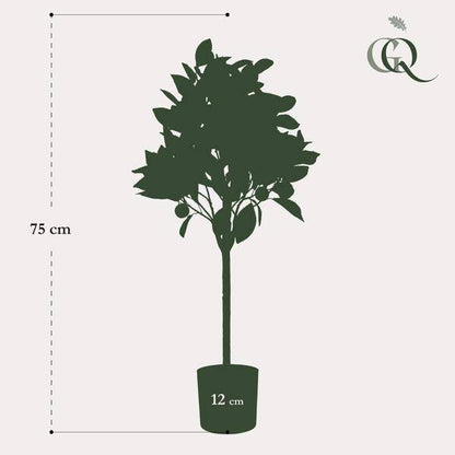 Kunstpflanze - Citrus Sinensis - Orangenbaum - 75 cm 