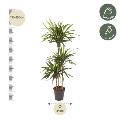 Drachenbaum – Dracaena Riki 140cm – Ø24cm – Zimmerpflanze mit grün gestreiften Blättern – Elegante pflegeleichte Dekopflanze für Wohnzimmer, Büro & Wintergarten 