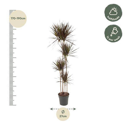 Drachenbaum – Dracaena Magenta 180cm – Ø27cm – Zimmerpflanze mit grünen Blättern & magentafarbenem Rand – Tropische Dekopflanze für Wohnzimmer, Büro & Wintergarten – Pflegeleicht 